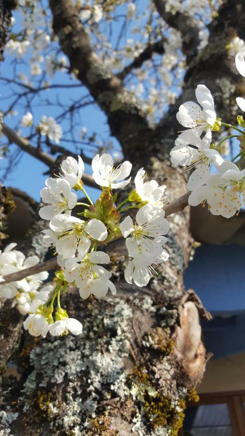 Maison Castellane Chambre D'Hotes B&B Екстер'єр фото